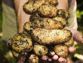 The Very Best Vegetables To Grow In A Raised Bed