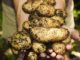 The Very Best Vegetables To Grow In A Raised Bed