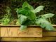 6 Ways To Maximize Your Raised Bed Garden This Year