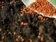 5 Questions You Better Ask Before Buying Garden Seeds