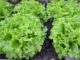 Succession Planting: The Pain-Free Path To A Bigger Garden Yield