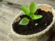 5 Dumb Seed-Starting Mistakes That Nearly Everyone Makes