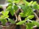 15 Slow-Growing Seeds Smart Gardeners Start In March