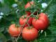 The Simple, 7-Ingredient Compost Tea That Will Revolutionize Your Garden