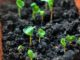 8 Insanely Fast Vegetables You Have Harvest In One Month