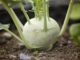 Branch Out! Here’s 5 Weird (But Delicious) Vegetables You Should Plant This Year