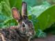7 Things Rabbits Hate (So Put These In Your Garden!)