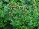 7 Edible Perennials You Should Grow For ‘Survival Insurance’
