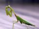 5 Beneficial Garden Bugs You Should NEVER Kill