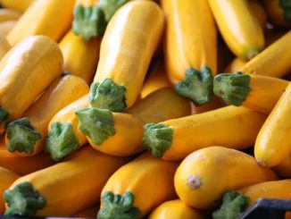 Summer Squash: The Gardening Staple You Can Grow In 40 Days