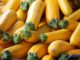 Summer Squash: The Gardening Staple You Can Grow In 40 Days