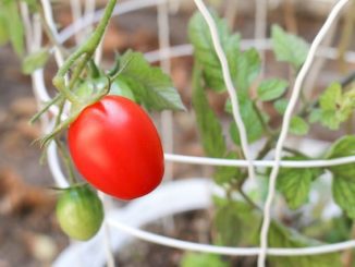 How To Grow 6-Inch Tomato Plants In Only 1 Week