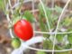 How To Grow 6-Inch Tomato Plants In Only 1 Week
