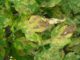 All-Natural Tricks To Save Your Garden From Fungus