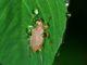 Help! Aphids Are Eating My Garden. (Here’s What To Do.)