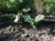 How To Trick Nature & Stretch Your Hardiness Zone