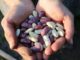 6 Secrets To Growing Better Bush Beans