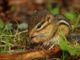 12 Clever Ways To Keep Rodents (Including Chipmunks) Out Of Your Garden