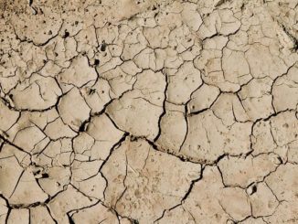 The Very Best Vegetables To Grow In Drought Conditions