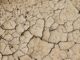 The Very Best Vegetables To Grow In Drought Conditions