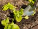 5 Tricks To Help Your Garden Thrive During A Drought