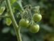 The 4 Fastest (And Best) Ways To Ripen Green Tomatoes