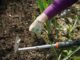 The Low-Maintenance Secret To A Weed-Free Garden