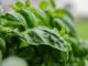 How To Grow A Garden When You Don’t Own Land