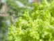 The Secret To Storing Fresh Lettuce For Up To A MONTH