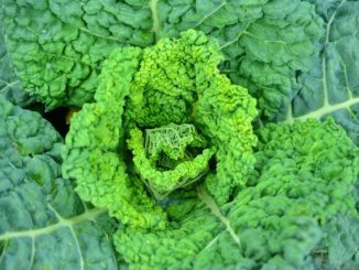 14 Fall-Loving Vegetables You Can Plant FROM SEED In August