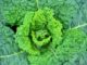 14 Fall-Loving Vegetables You Can Plant FROM SEED In August