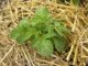 5 Simple No-Till Methods That Will Change How You View Gardening