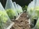 11 Ways To Beat Nature And Extend Your Gardening Season