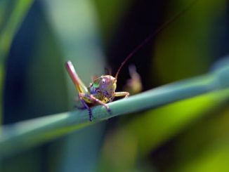 5 All-Natural (And Free!) Pest Control Methods For Your Garden