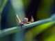 5 All-Natural (And Free!) Pest Control Methods For Your Garden