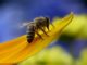 17 Vegetables In Your Garden That Require Bee Pollination