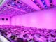 Grow Lights Explained: Here's What You’re Doing That's Wrong
