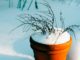 Inexpensive Ways To Help Potted Plants Survive Winter