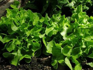 Easy Ways To Maximize The Harvest In Your Unheated Greenhouse