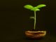 10 Essential Steps To Starting Seeds Indoors