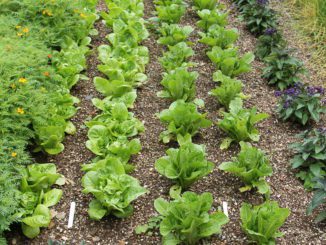 companion planting
