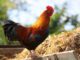 animal manure